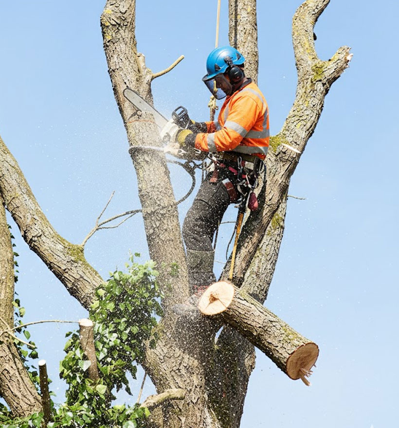 Abattage d’arbres La Charité-sur-Loire